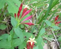 spigelia marilandica 5r.jpg